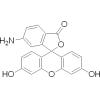 荧光胺